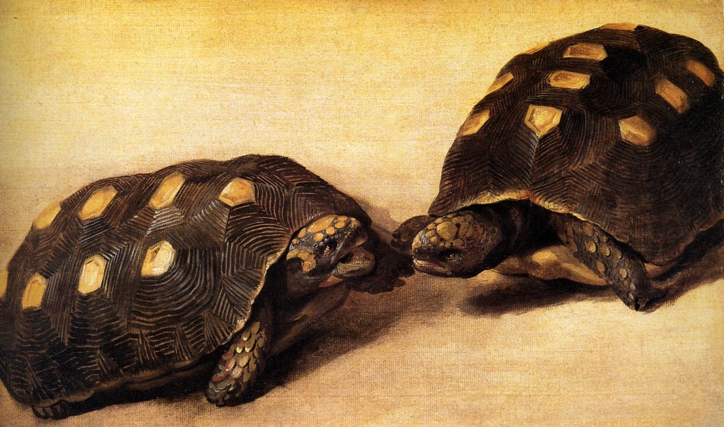 Albert Eckhout Tortoises